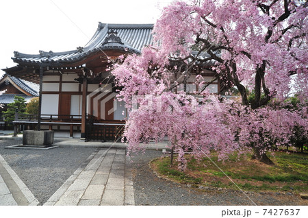 京都　上品蓮台寺の桜 7427637