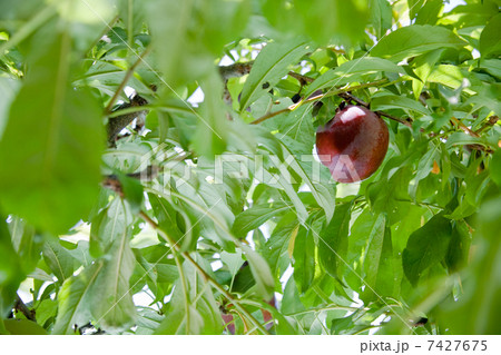 ripe plump 7427675