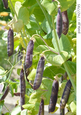 ツタンカーメンのエンドウ ツタンカーメンのエンドウ 7427795