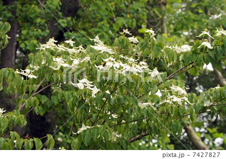ヤマボウシの花 7427827