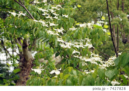 ヤマボウシ ヤマボウシ 7427828