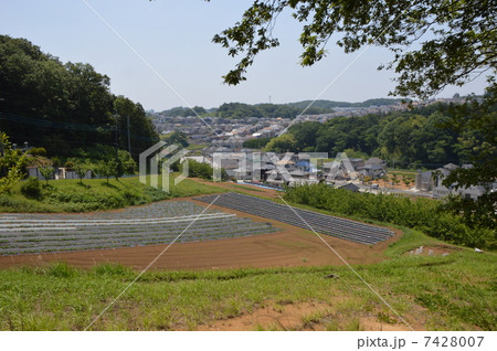 町田市　上小山田の畑 7428007