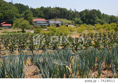 東京町田の6月 東京町田の6月 7428011