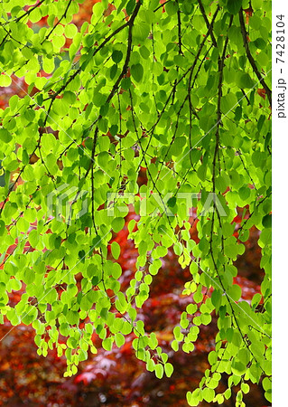 カツラの新緑 カツラの新緑 7428104