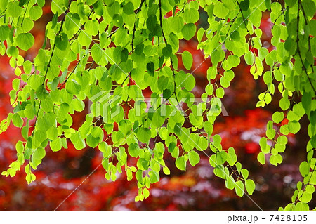 カツラの新緑 カツラの新緑 7428105