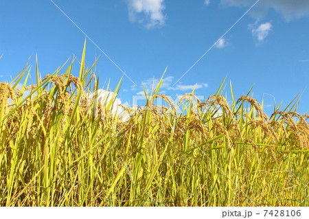 稲穂 稲穂 7428106