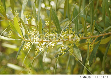 オリーブの花　 7428123