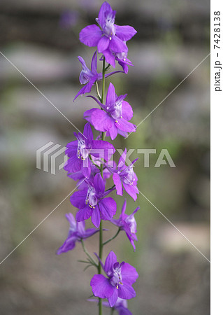 ヒエンソウ 7428138