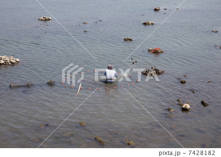 山国川で行われているアグラ漁 7428182