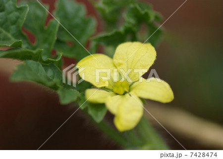 小玉スイカの花の写真素材