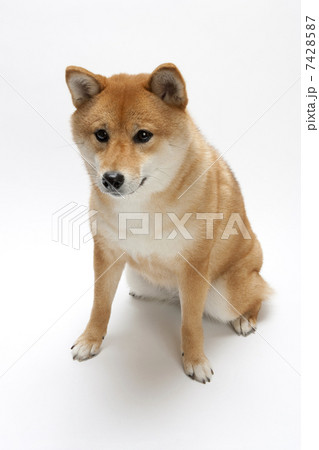 柴犬 柴犬 7428587