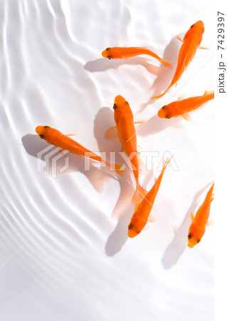 金魚 7429397