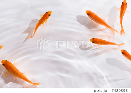 金魚 金魚 7429398