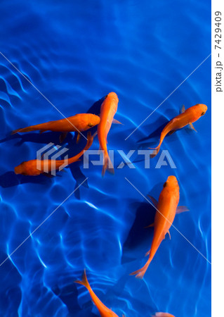 金魚 金魚 7429409