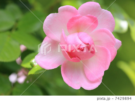 ピンクのバラ 7429894