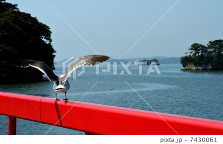 松島とウミネコ 7430061