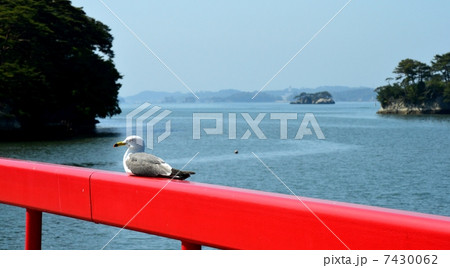 松島とウミネコ 7430062