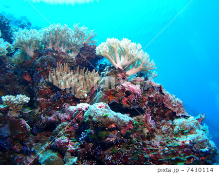 パラオのサンゴ達 パラオのサンゴ達 7430114