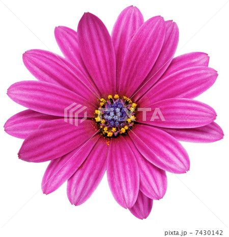 Single flower of Gazania. (Splendens genus asteraceae).Isolated 7430142