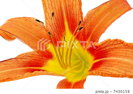 Tiger lilies on white background. Isolated Tiger lilies on white background. Isolated 7430158