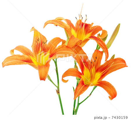 Tiger lilies on white background. Isolated 7430159