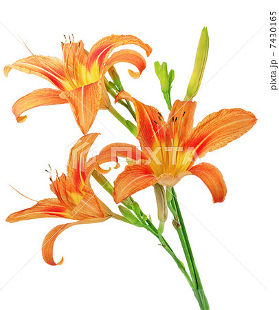 Tiger lilies on white background. Isolated Tiger lilies on white background. Isolated 7430165
