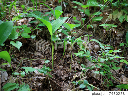 群生地のスズラン 群生地のスズラン 7430228