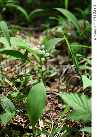 群生地のスズラン 7430231
