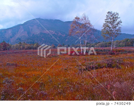 草紅葉・至仏山(尾瀬沼/群馬県利根郡片品村) 草紅葉・至仏山(尾瀬沼/群馬県利根郡片品村) 7430249