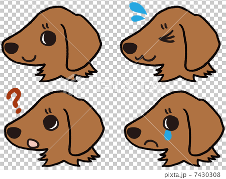 ダックスフンド子犬の表情 7430308