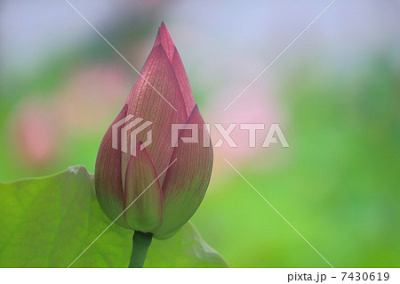 ピンク色の蓮のつぼみ 7430619