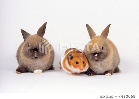 ミニウサギとゴールデンハムスター ミニウサギとゴールデンハムスター 7430669