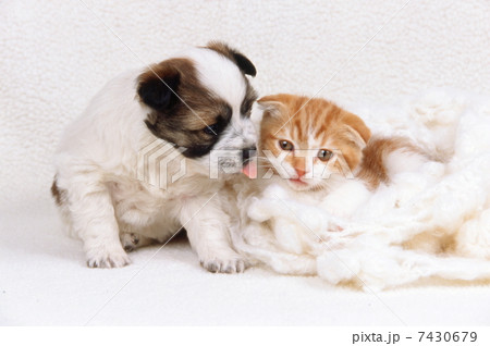 仔猫と仔犬 7430679