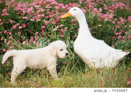 アヒルと仔犬 アヒルと仔犬 7430687