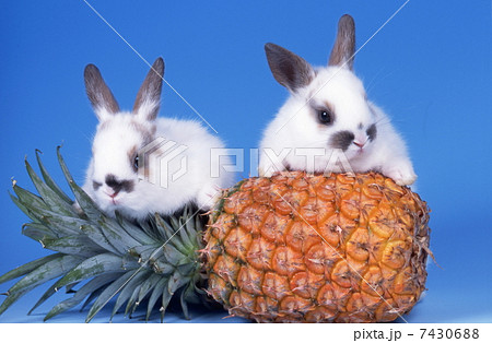 ミニウサギとパイナップル 7430688