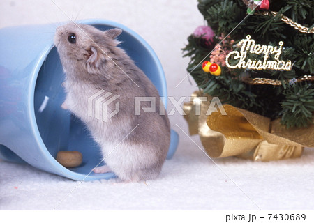 ジャンガリアンハムスター 7430689