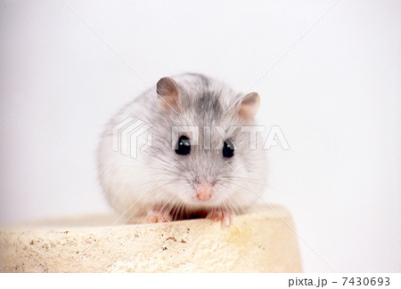 ジャンガリアンハムスター 7430693