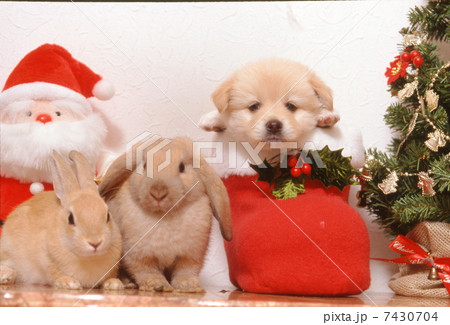 仔犬とウサギのクリスマス 7430704