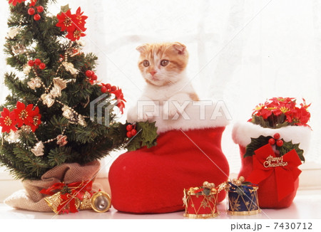 仔猫のクリスマス 7430712