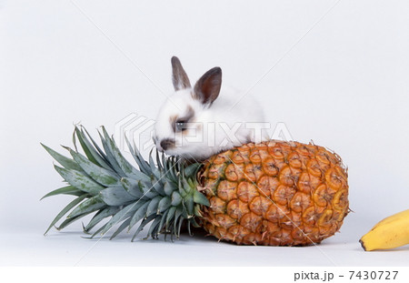 ウサギとパイナップル 7430727