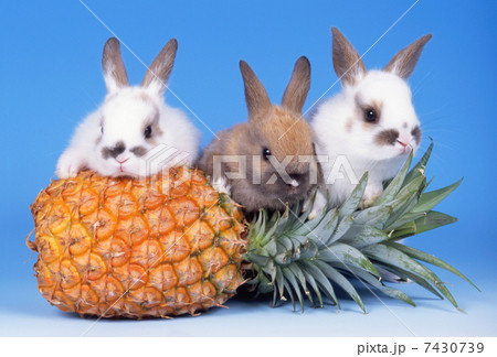 ミニウサギとパイナップル 7430739