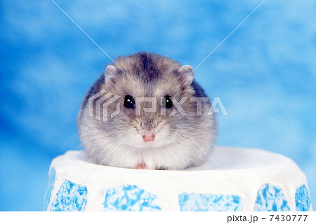 ジャンガリアンハムスター ジャンガリアンハムスター 7430777