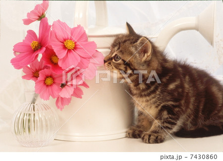 コスモスと仔猫 コスモスと仔猫 7430860