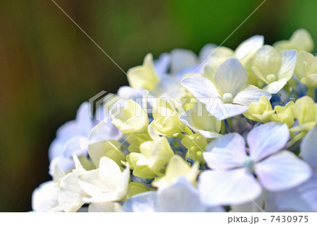 アジサイ 7430975