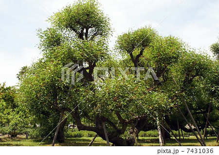 膨らみ始めたアメリカデイゴの花 7431036