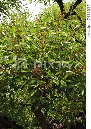 膨らみ始めたアメリカデイゴの花 膨らみ始めたアメリカデイゴの花 7431037
