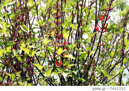 ヒシバデイゴ・花とつぼみ 7431152