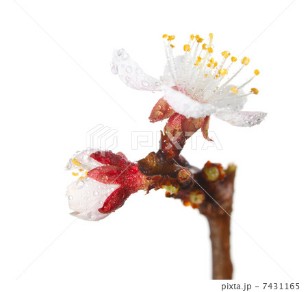 Early dew on fruit-tree bud and blossom 7431165