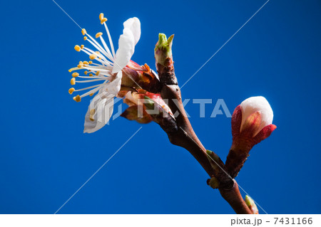 Apricot tree blossom 7431166