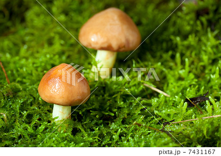 Two mushrooms in moss 7431167